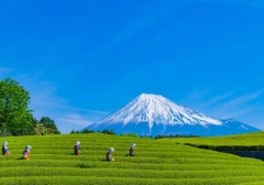 社会福祉法人 聖隷福祉事業団